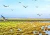 Kızılırmak Delta Bird Paradise