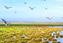 Kızılırmak Delta Bird Paradise