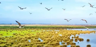 Kızılırmak Delta Bird Paradise