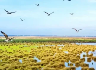 Kızılırmak Delta Bird Paradise